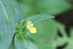 Impatiens dalzellii